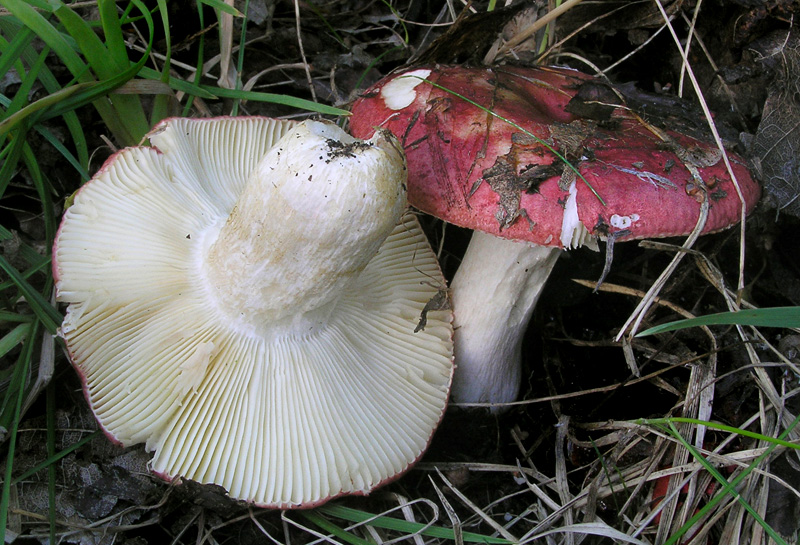 Russula graveolens